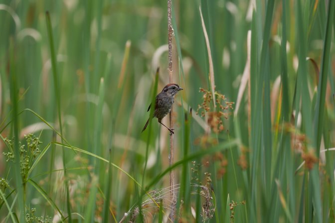 Gray catbird clinging to branch.