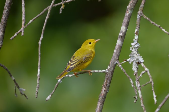Goldfinch on branch.