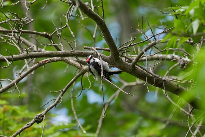 Woodpecker in tree.