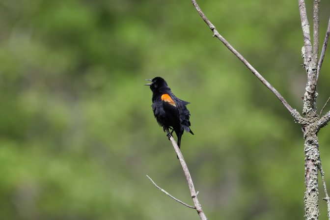 Red-winged blackbird.