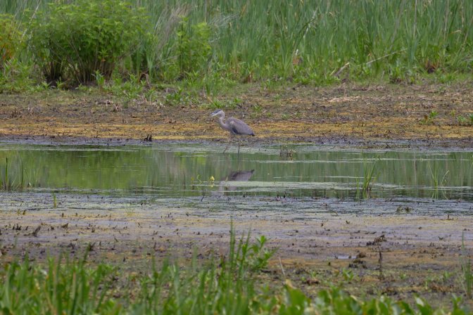 Great heron wading in shallow water.