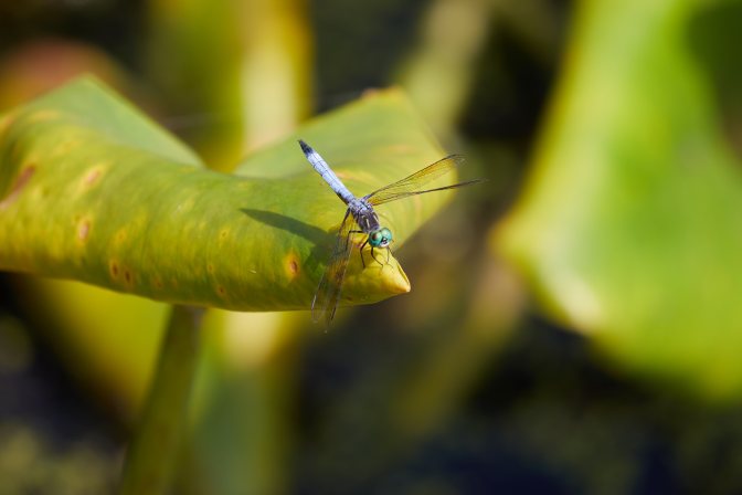 Dragonfly on leaf.