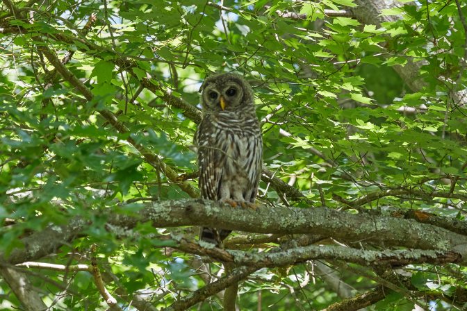 Barred owl in tree.