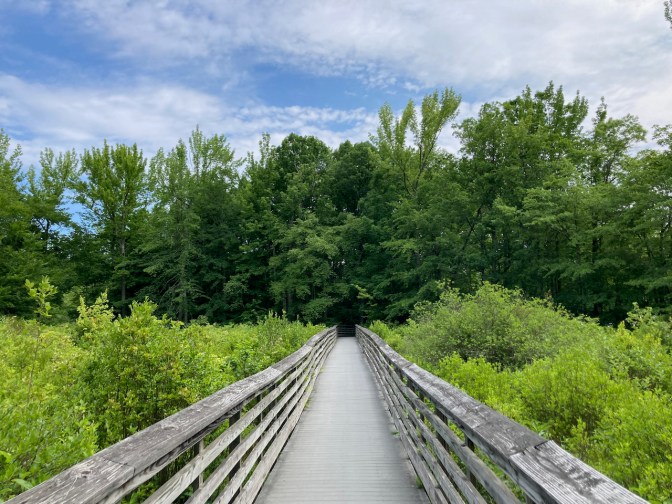 Boardwalk trail over swamp.