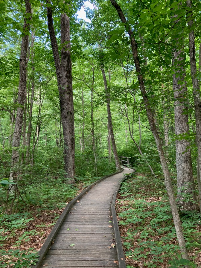 Boardwalk path through woods.