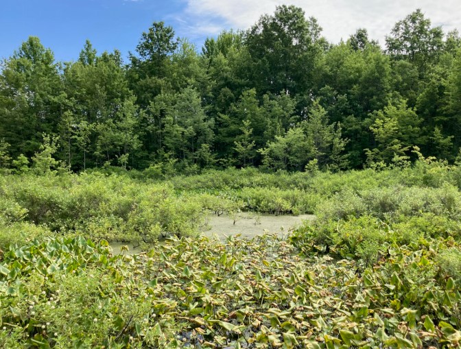 Swampy area in Great Swamp National Wildlife Refuge.