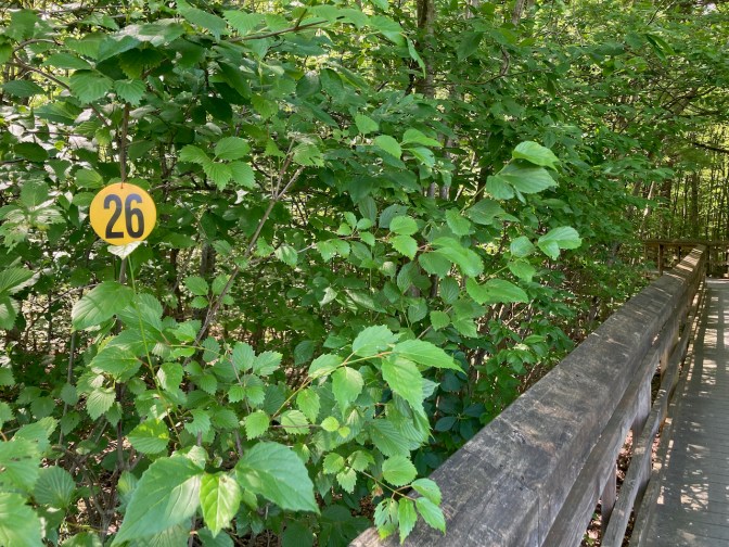 Yellow tag with number 26 on it hanging from a bush.