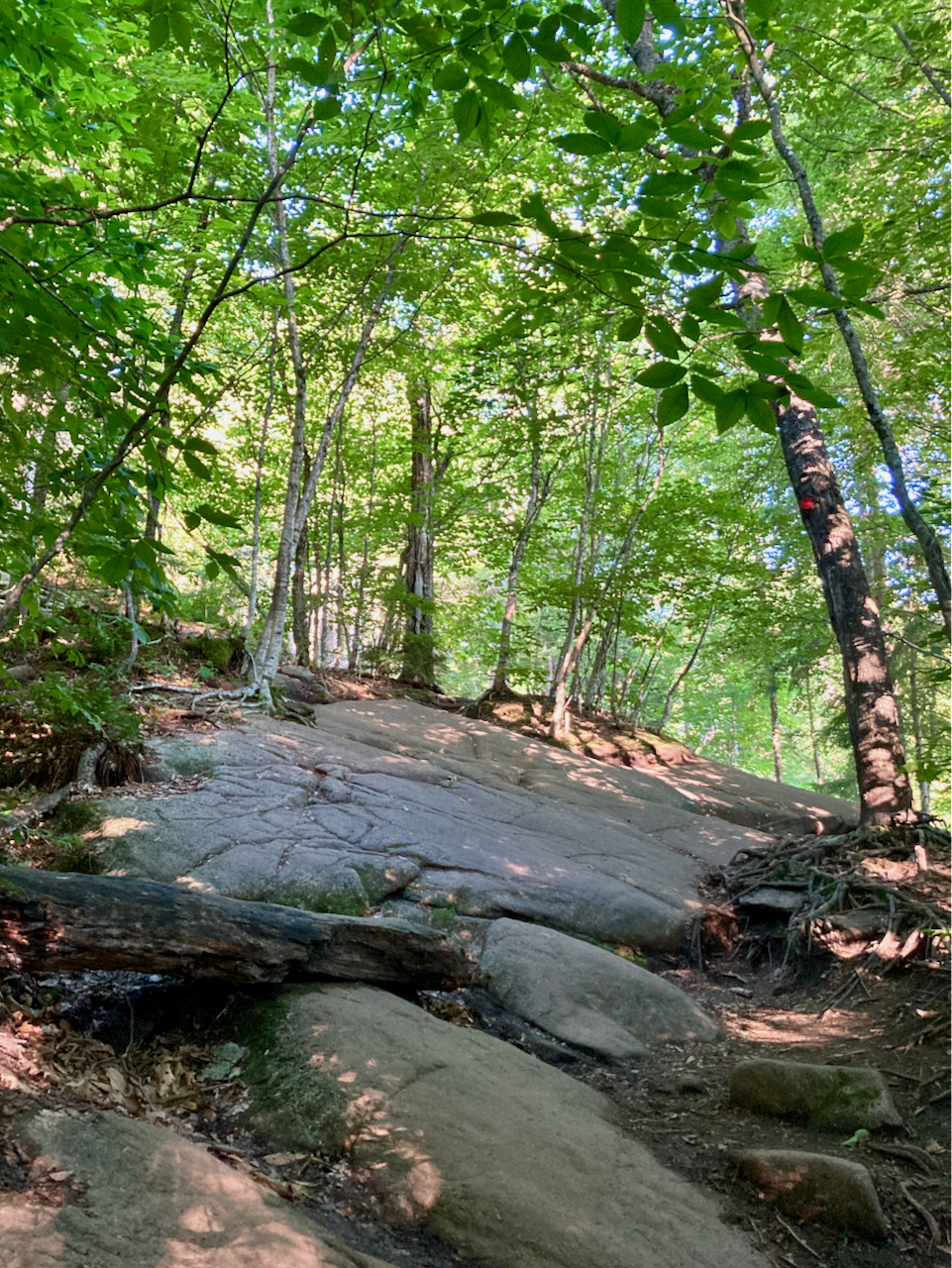 Rocky trail with trees lining both sides.