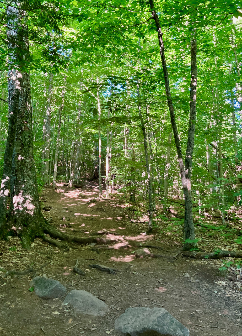 Trail through forest.