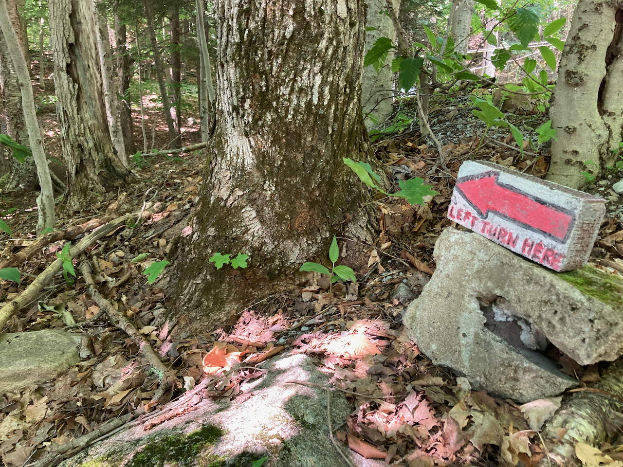 Brick painted with red arrow and words LEFT TURN HERE, pointing to forest trail.