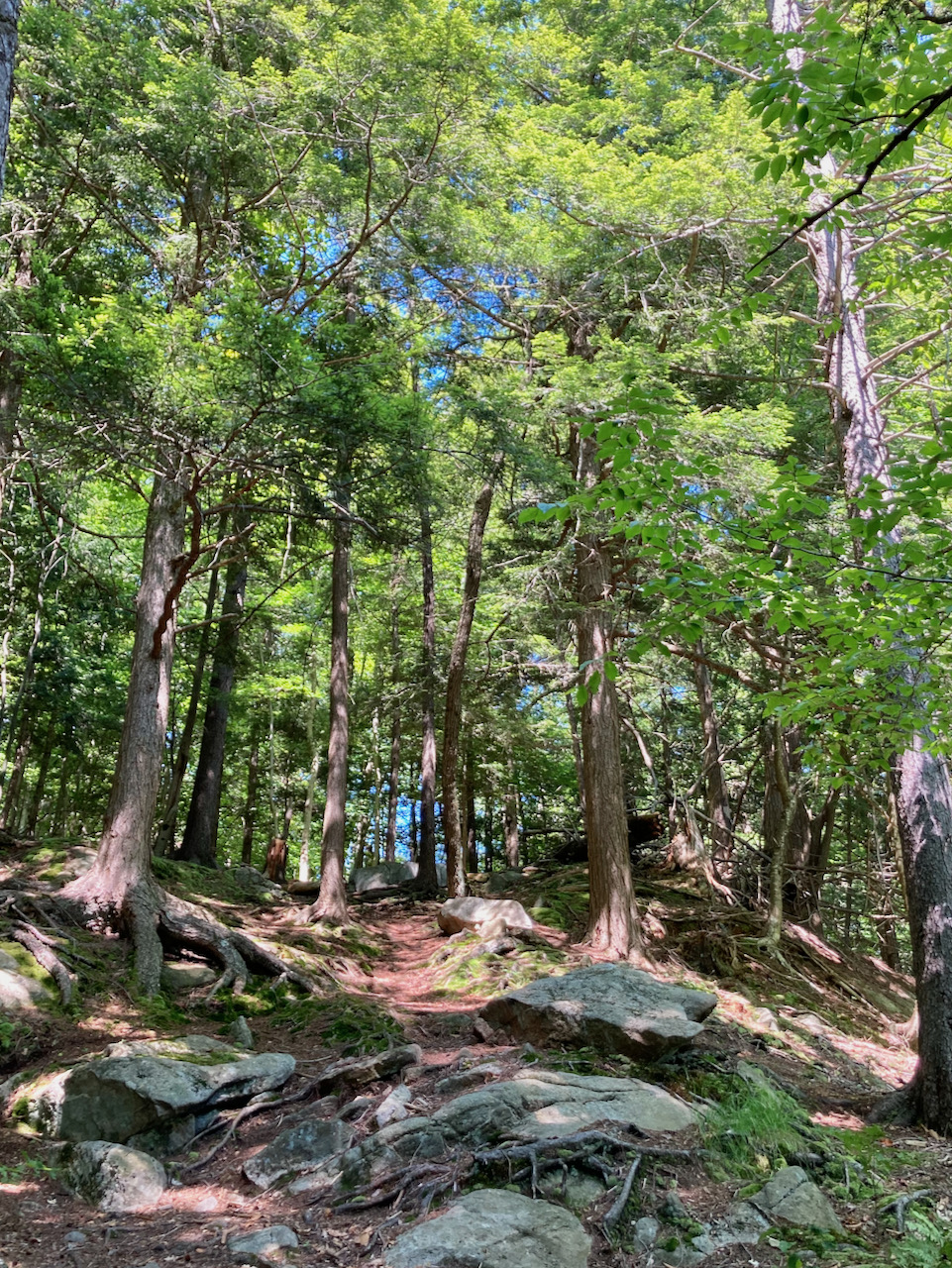 Rocky path into treelike on side of hill.