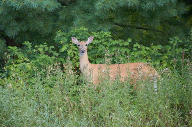 Deer in tall grass.