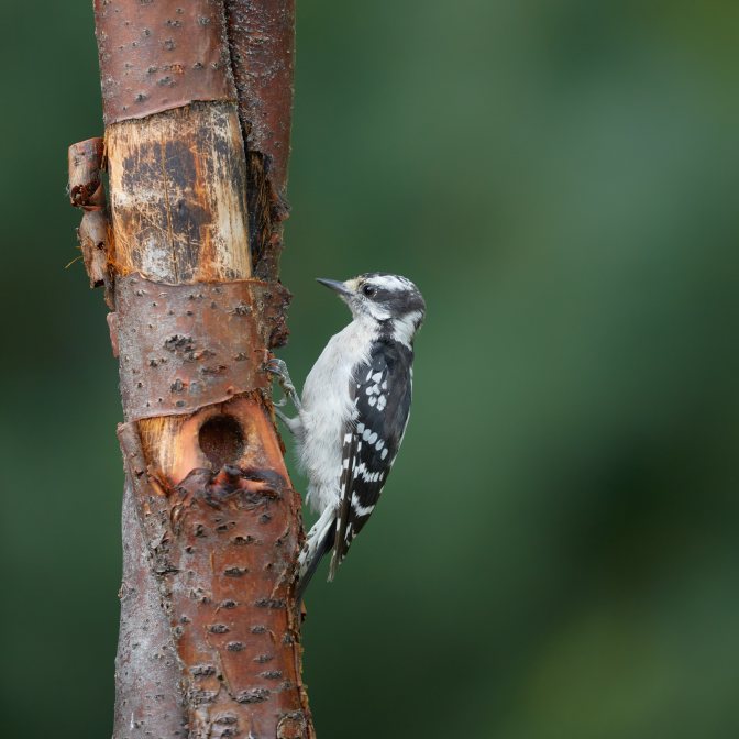 Woodpecker on tree branch.