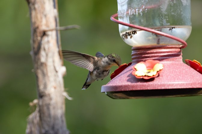 Hummingbird drinking from feeder.