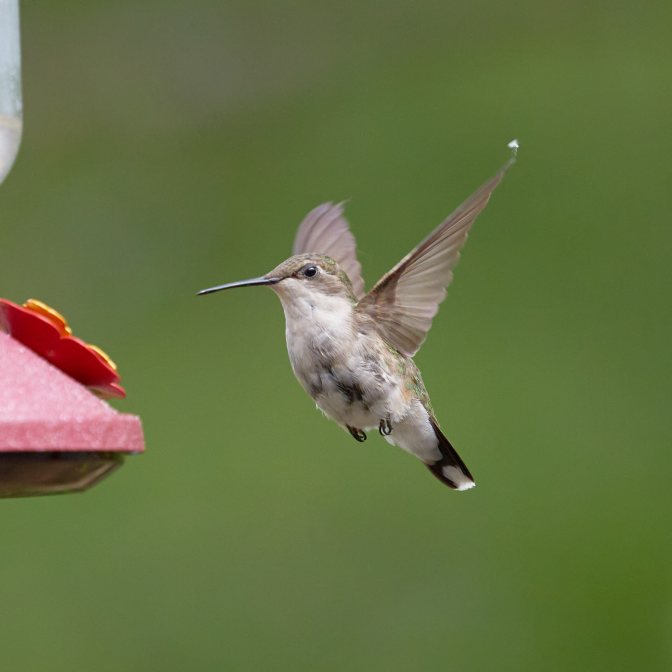 Hummingbird in flight.