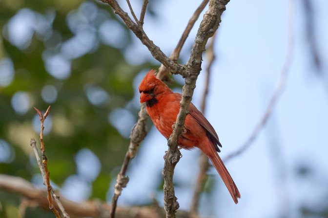 Cardinal in tree.