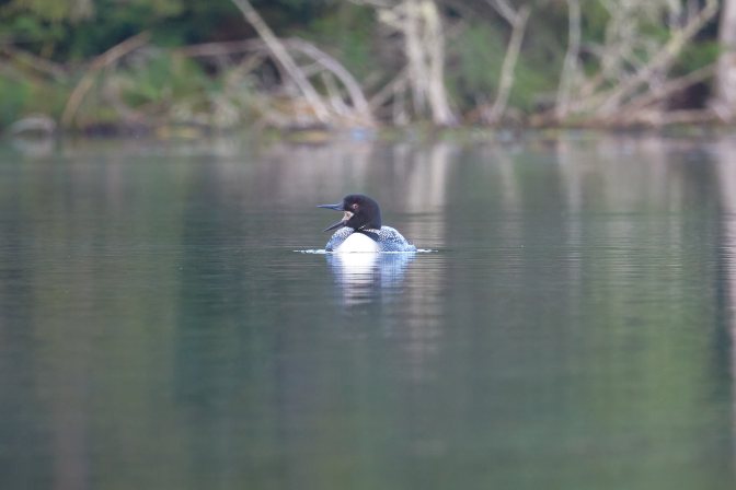 Loon with open mouth as it calls out.