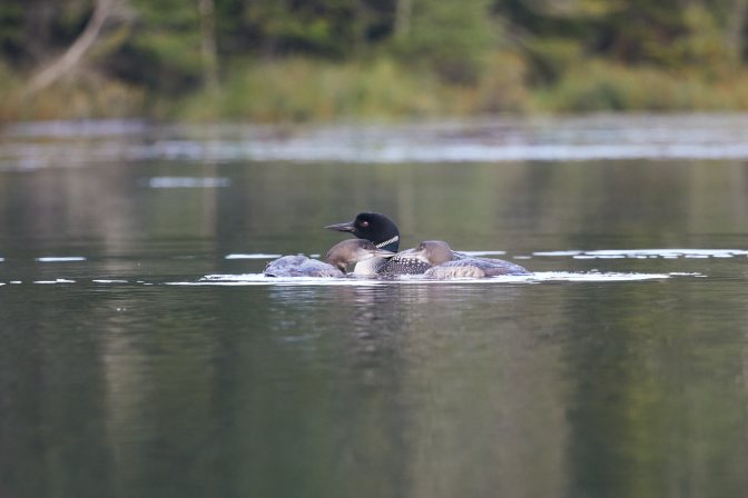 Loon adult with two juvenile loons.