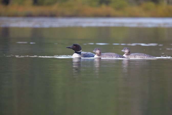Loon and two juvenile loons swimming on lake.