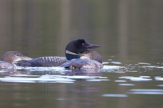 Adult loon and two juveniles swimming in lake.