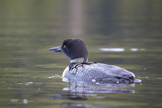 Adult loon, covered in droplets of water.