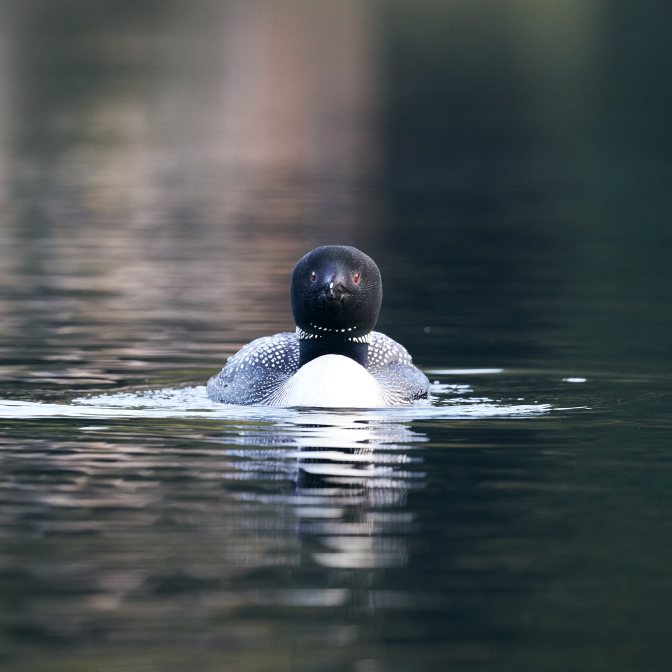 Loon swimming, looking straight at camera.