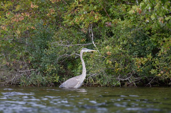 Great Blue Heron, wading in water.