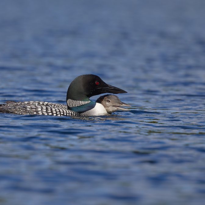 Loon adult and juvenile on lake.