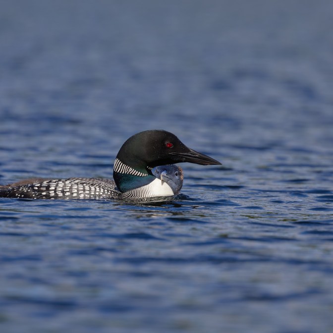Loon adult, with loon chick's head in crook of adult's neck.