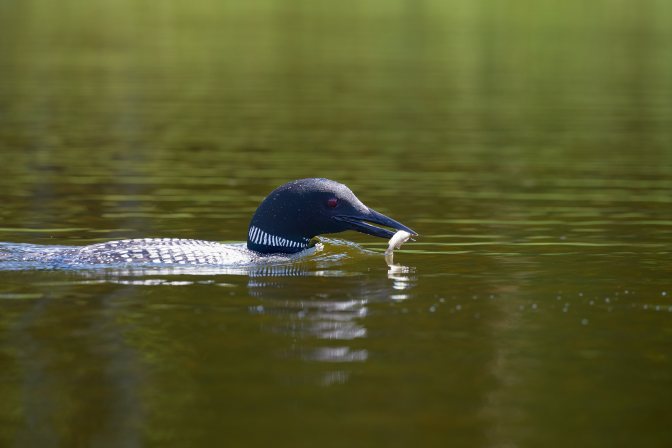 Adult loon with fish in beak.