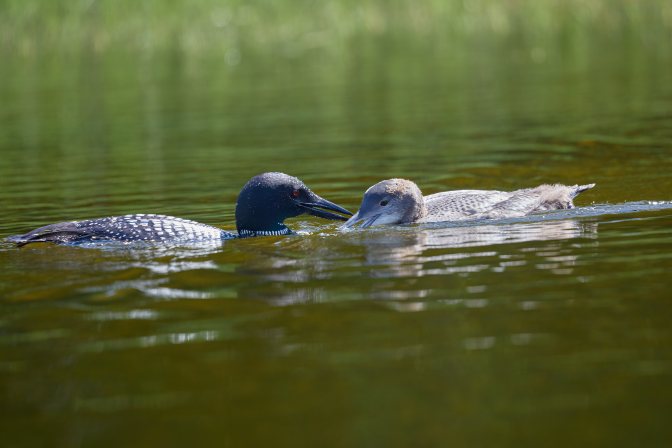 Adult loon offering fish to juvenile.