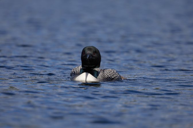 Adult loon on lake.