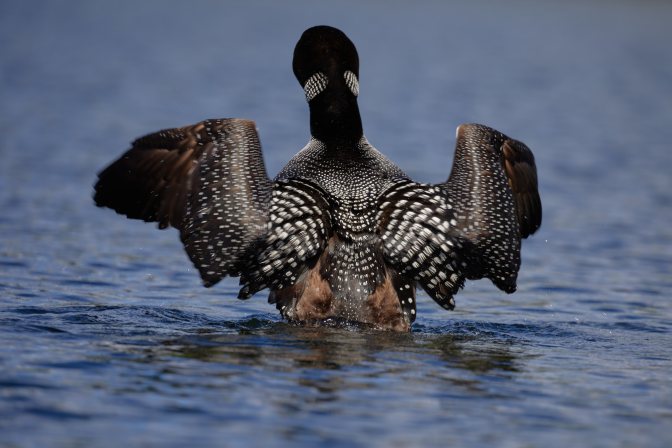Adult loon with wings spread.
