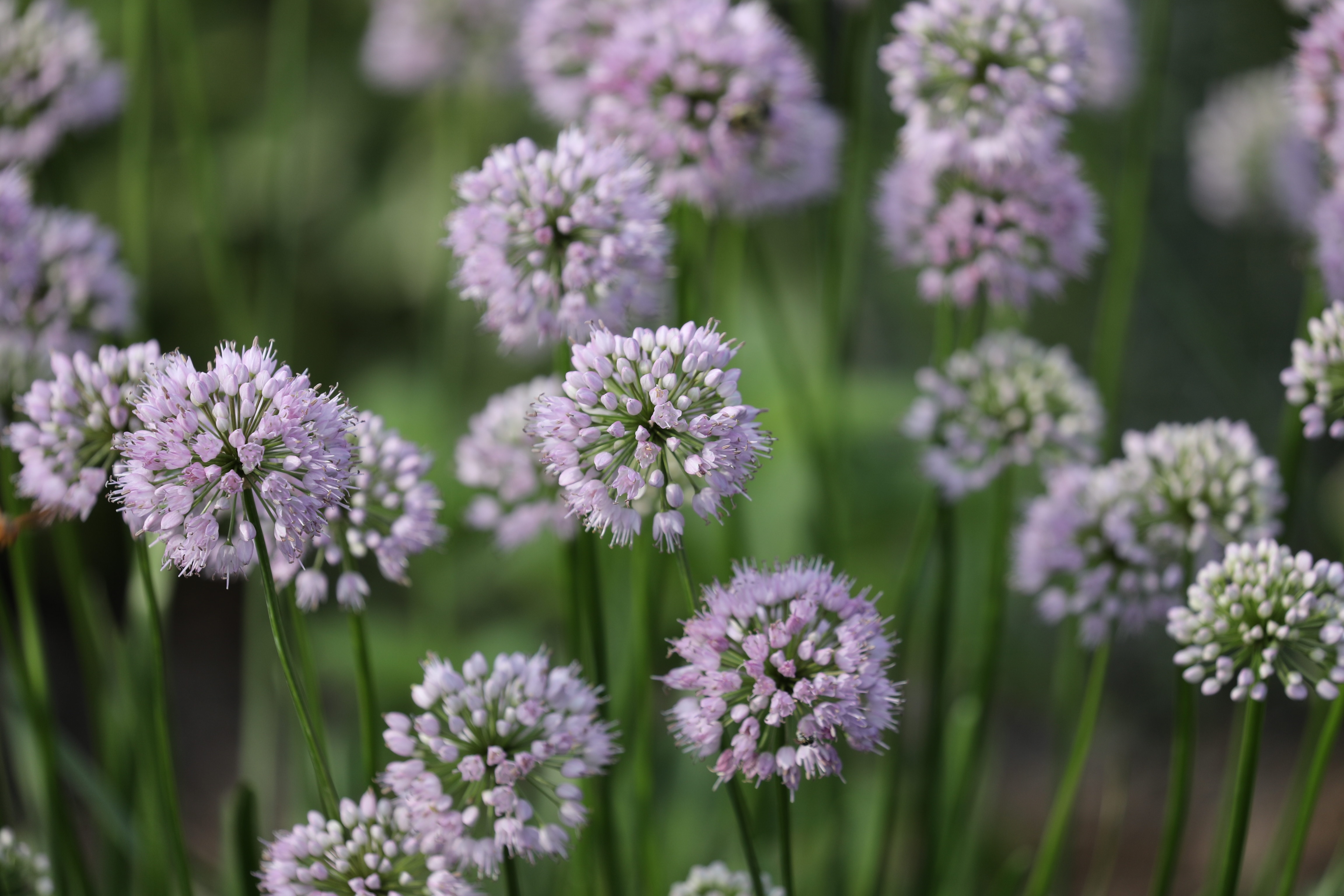 Chive flowers in bloom.