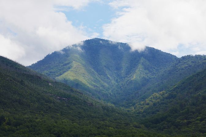 Tree-covered mountain covered with mist.