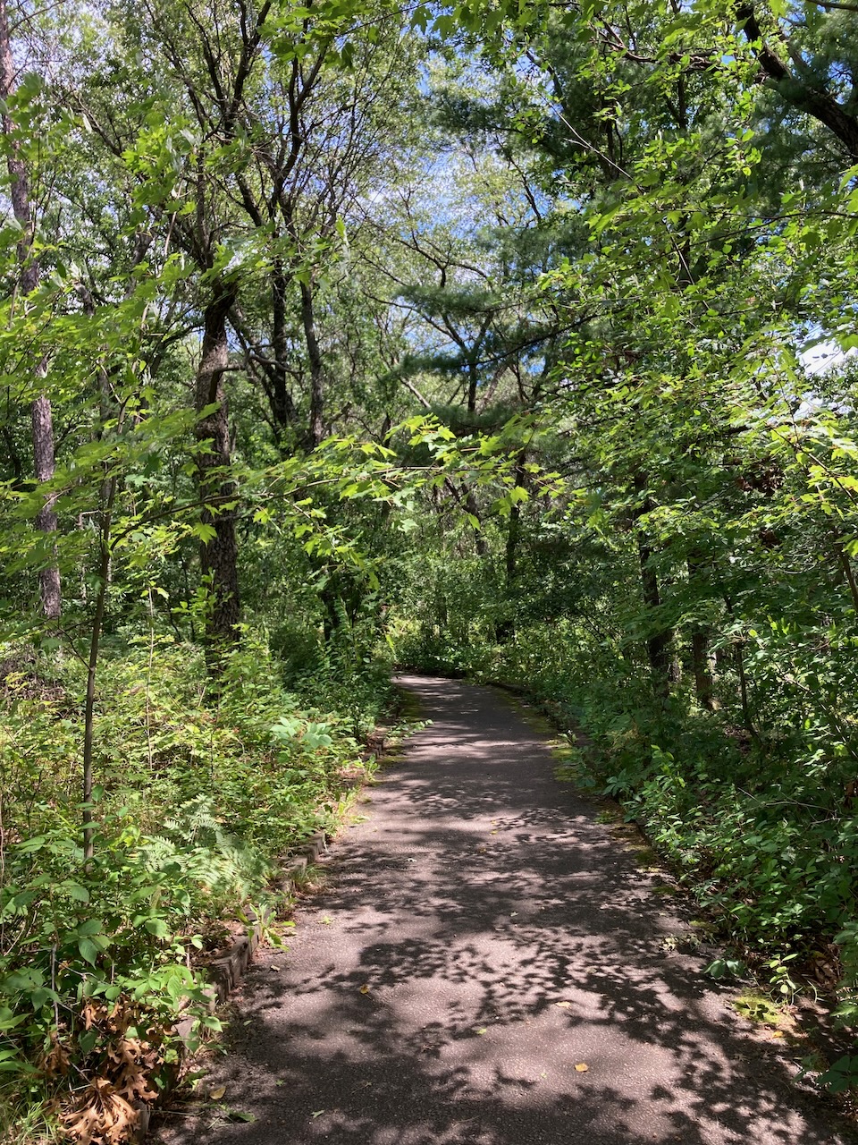 Paved path through woods.