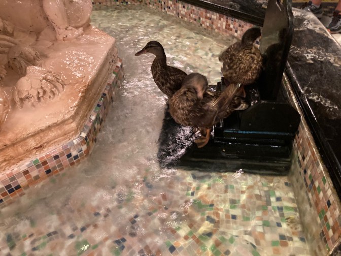 Ducks in fountain.