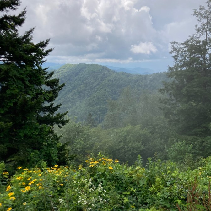 View of Great Smoky Mountains with black-eyed susans in foreground.