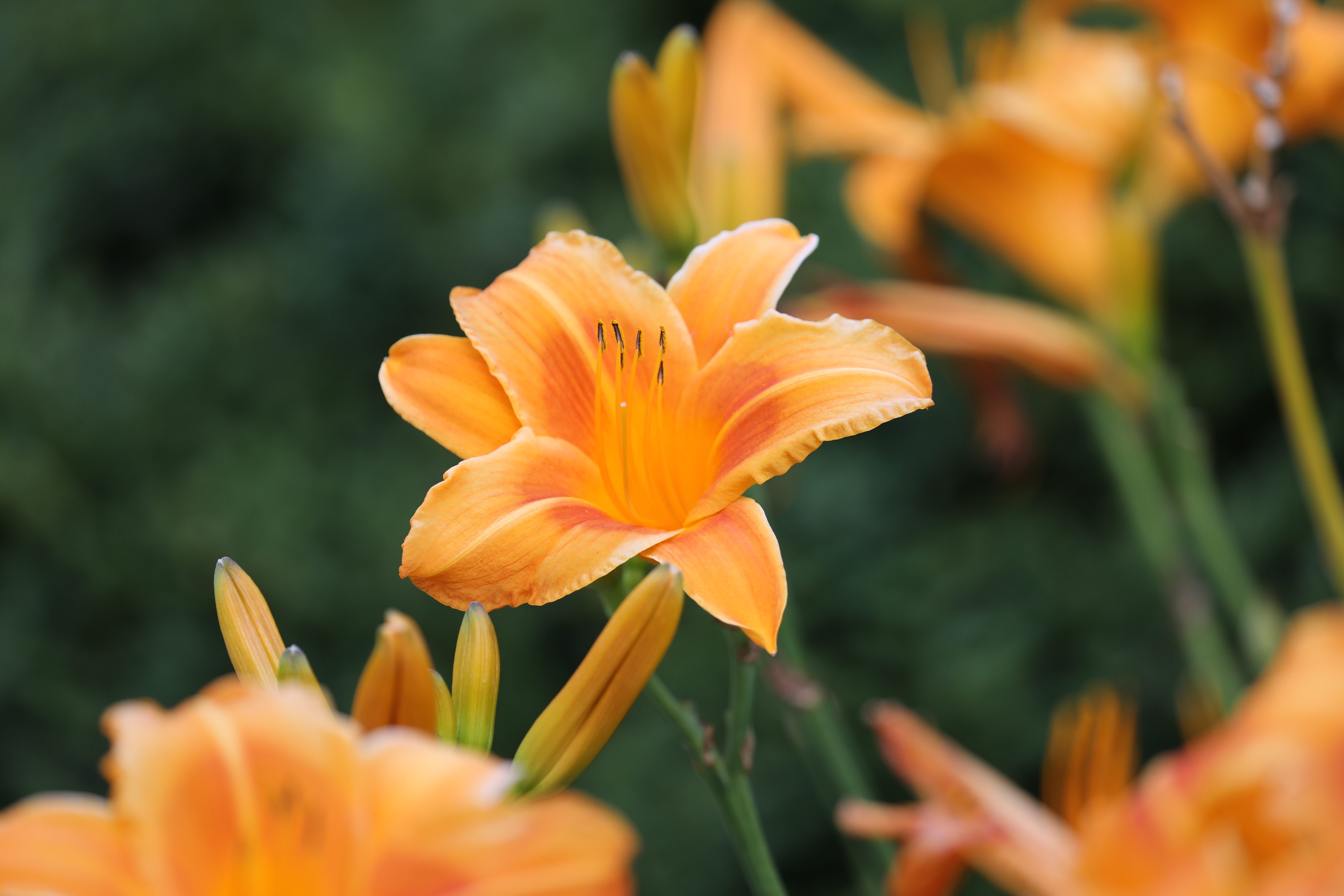 Orange and yellow lily.