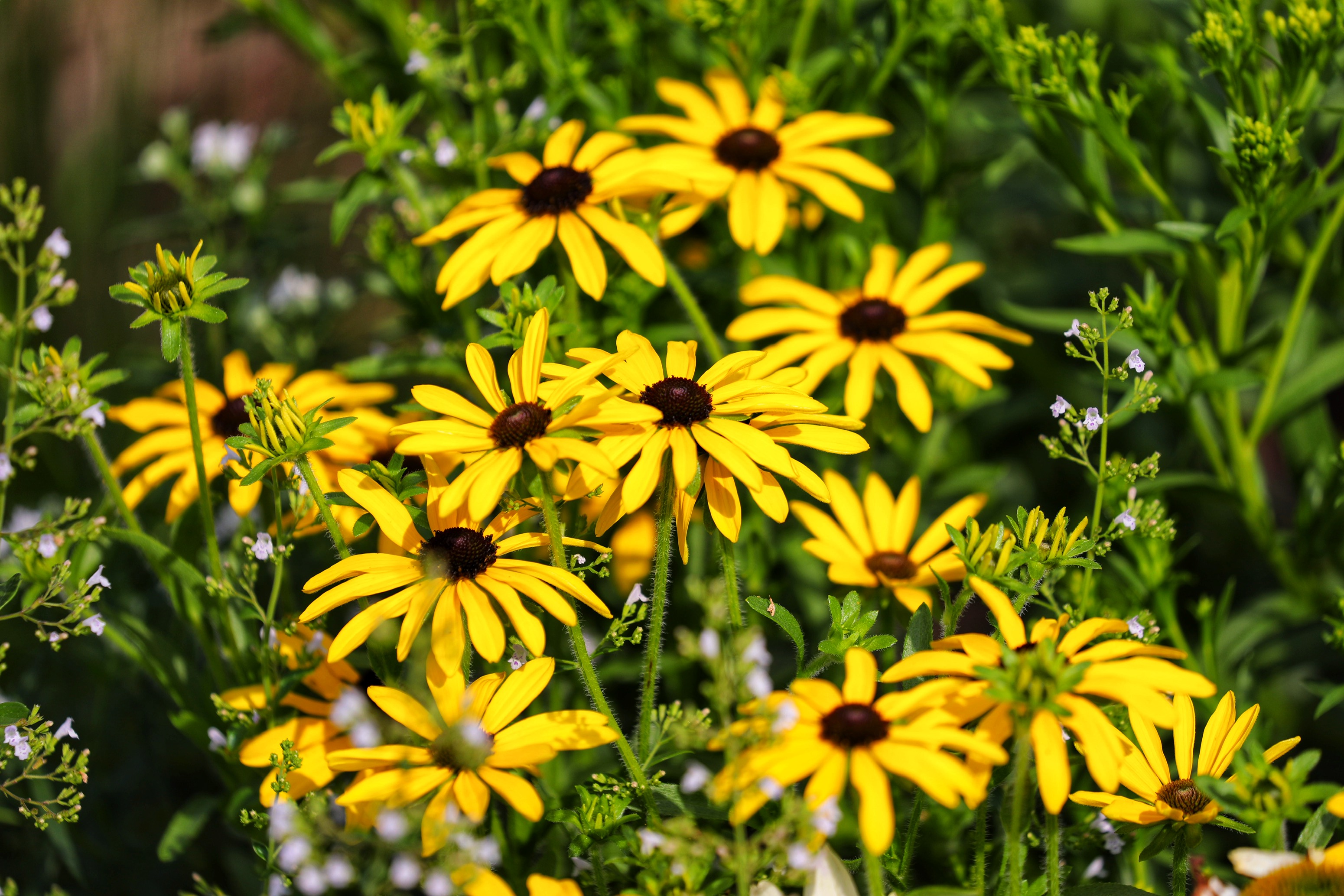 Group of sunflowers facing skyward.