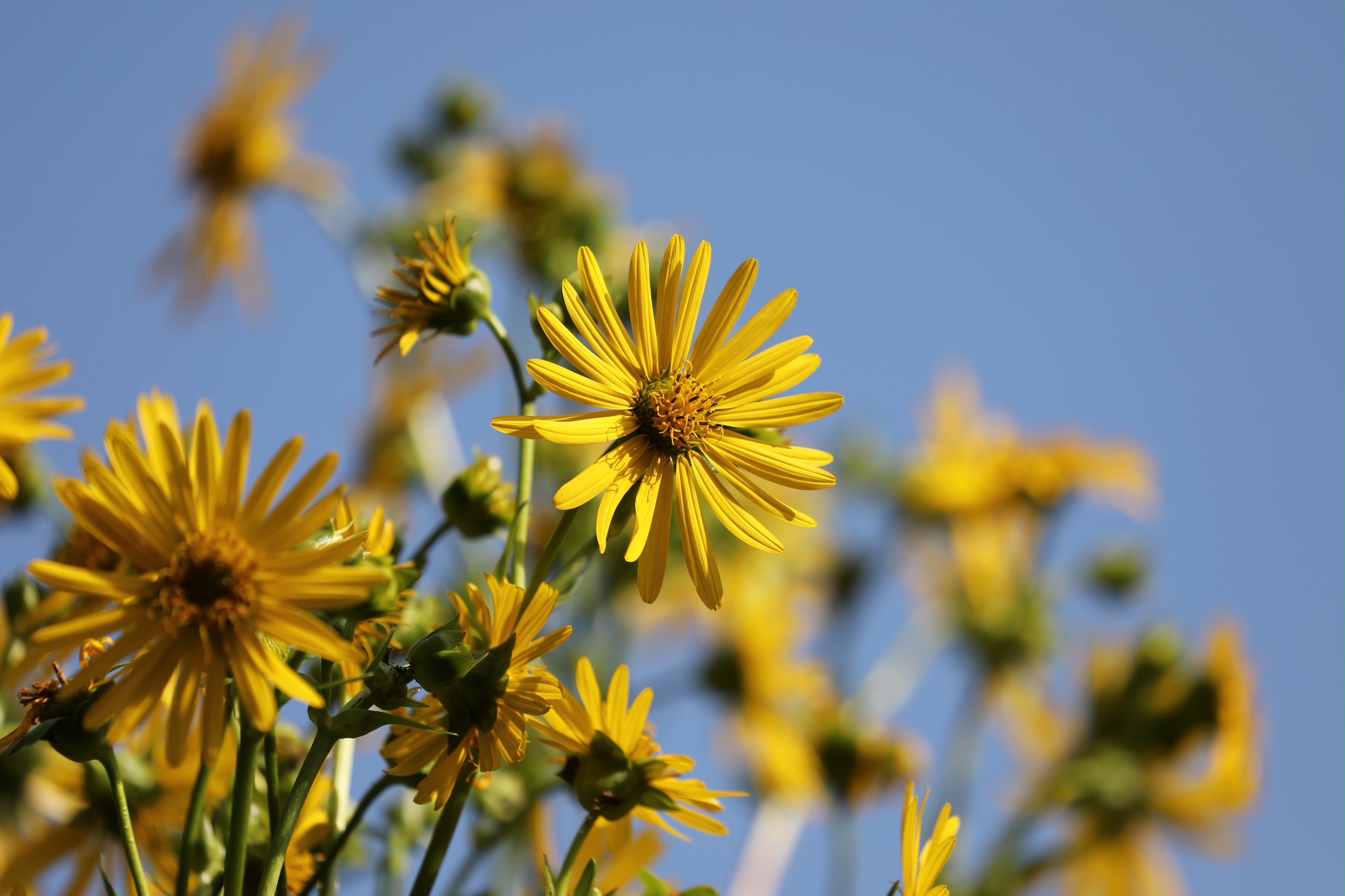 Sunflowers against blue sky.