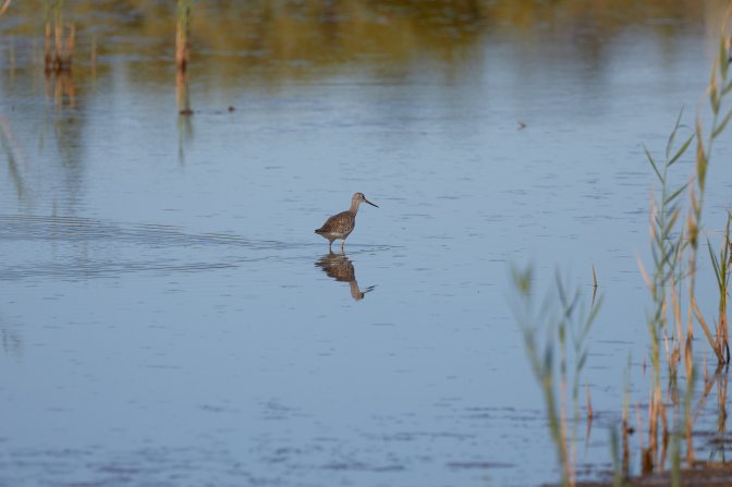 Short-billed dowitcher in water.
