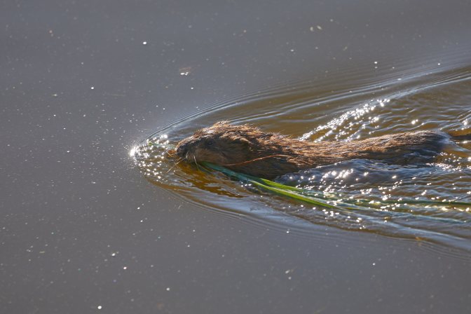 Muskrat swimming in water.