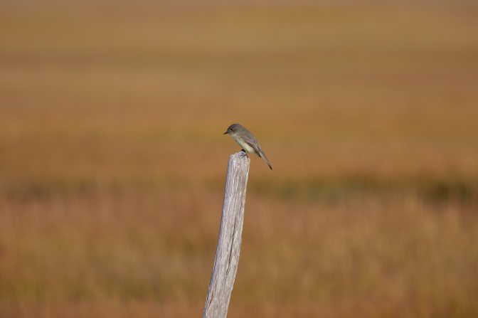 Small bird perched on wooden pole.