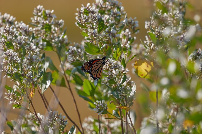 Monarch butterfly on branches of shrub.