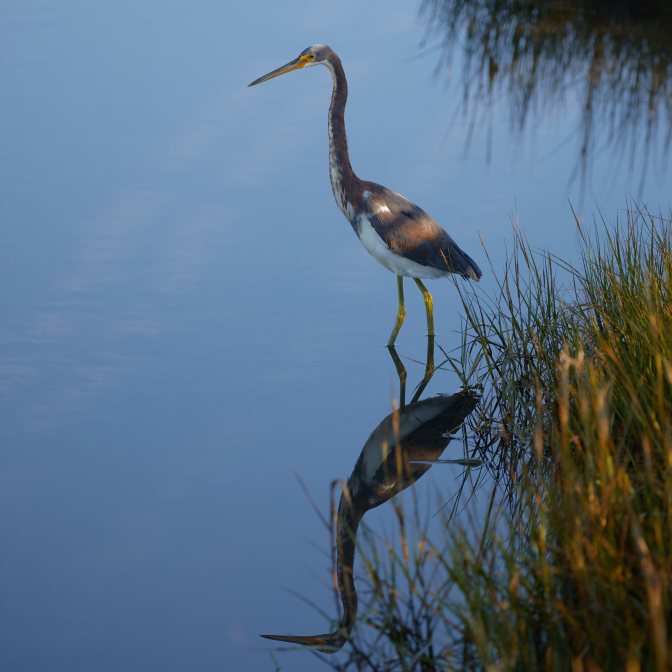 Trim-colored heron standing in water, with its reflection beneath it.