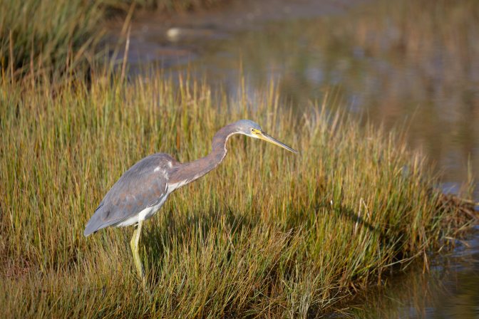 Tricolored heron standing on grassy bank beside pond, looking downward.
