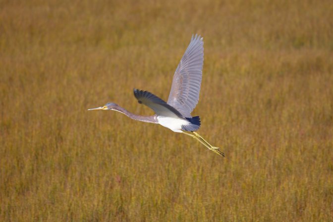 Tricolored heron in flight.