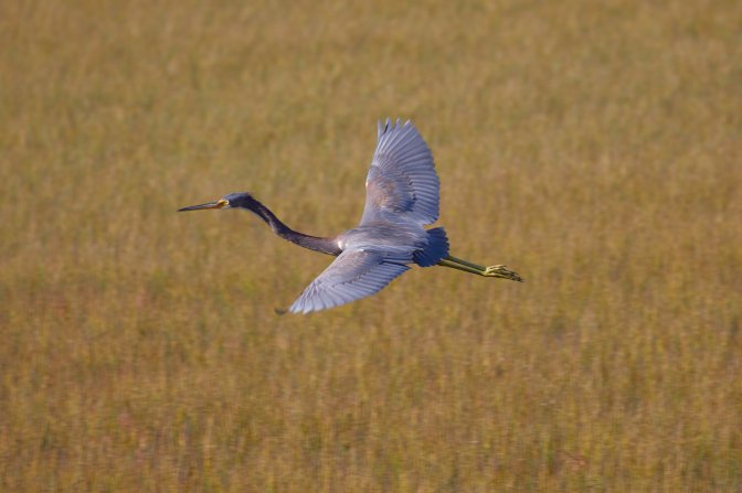 Tricolored heron in flight.