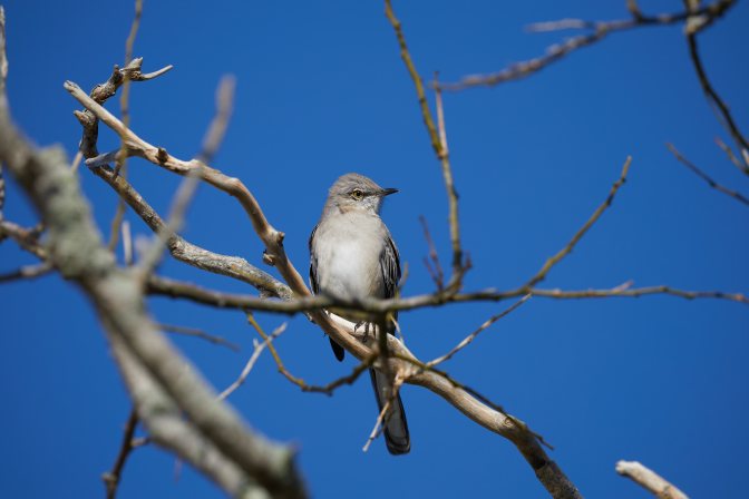 Northern mockingbird on tree branch.